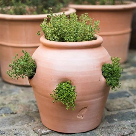 Terracotta Strawberry Planters Strawberry Pot And Herb Planter