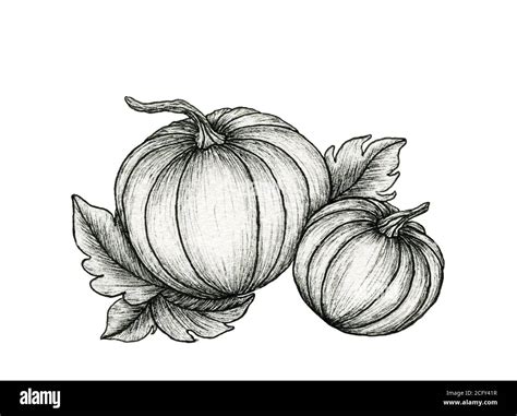 Autumn Pumpkin Line Art Drawing Isolated On White Vintage Fall Design