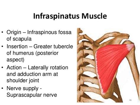 Infraspinatus Origin And Insertion Google Search Massage Therapy Anatomy Physiology Yoga