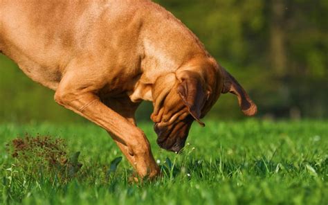 How To Stop A Dog From Digging Up Grass Using Synthetic Grass In Tracy