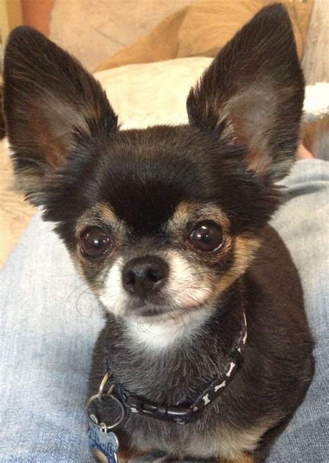 Chihuahua Ears Back Pets Lovers