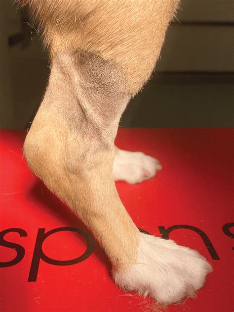 Where Is The Saphenous Vein Located In A Dog