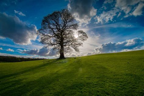 Lone Tree In A Field Backlit By The Sun Stock Photo Image Of
