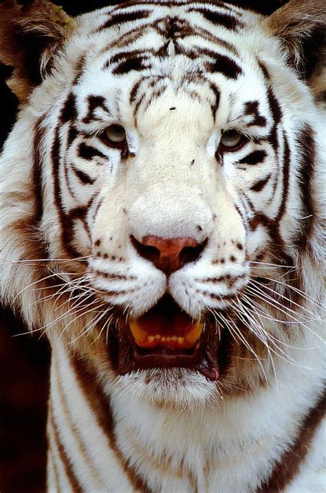 Wild Cats White Tiger Image Only