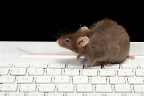 Ors News2use Mice In Your Office