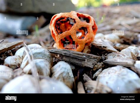 Clathrus Ruber Mushroom Growing In Mulch And Rocks Red Cage Fungus