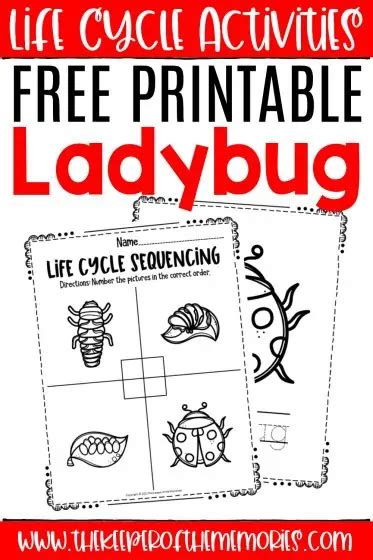 Grab These Free Printable Ladybug Life Cycle Worksheets To Explore