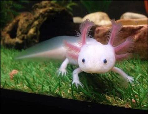 Alittl axolotl is based on alittl axolotl for java edition made by u/btrab1 (traben) and coded for minecraft bedrock by @vactricakingthis pack turns axolotl in a bucket into a little animated and 3d version, also has matching bucketswhy? Pin en Axolotes