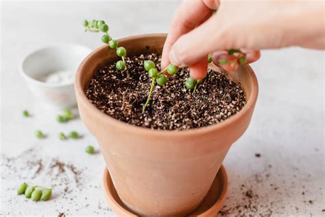 How To Propagate String Of Pearls In Four Easy Steps