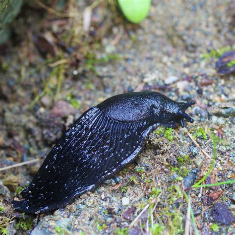 Big Black Slug In The Back Garden Photography Forum