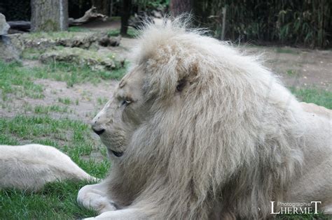Lions Blancs Zoo La Fleche 20160817 1032 Lions Blanc Lhermet