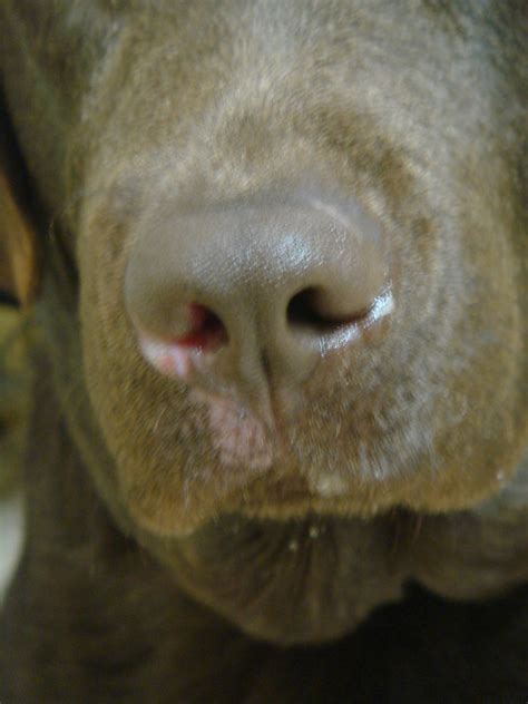 Ulceration Around Nose In A Dog With Suspect Aspergillosis Flickr