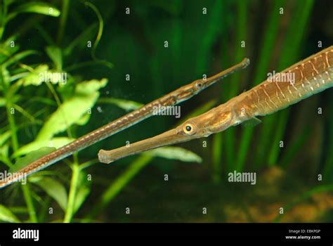 Long Snouted Pipefish Freshwater Pipefish Doryichthys Boaja