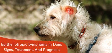 Mammary gland tumors in dogs Dog Skin Cancer Types, Signs, and Treatments