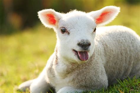 Cute Baby Lamb Stock Image Image Of Husbandry Farm 85651719