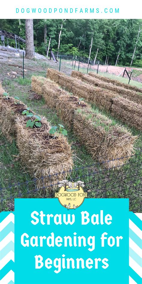 How to start a straw bale garden. Straw Bale Gardening for Beginners: How to Grow Vegetables ...