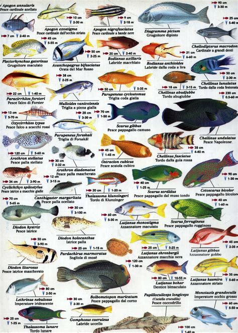 Bedouin Lodge Hotel Red Sea Information Fish Chart Sea Fish Red Sea