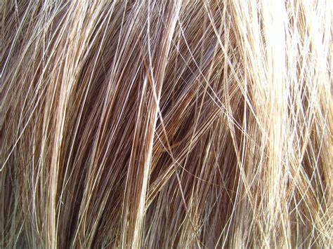 file blonde hair detailed wikimedia commons