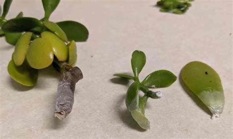 Jade Plant Propagation How To Multiply Your Jade Plant Grow It Inside