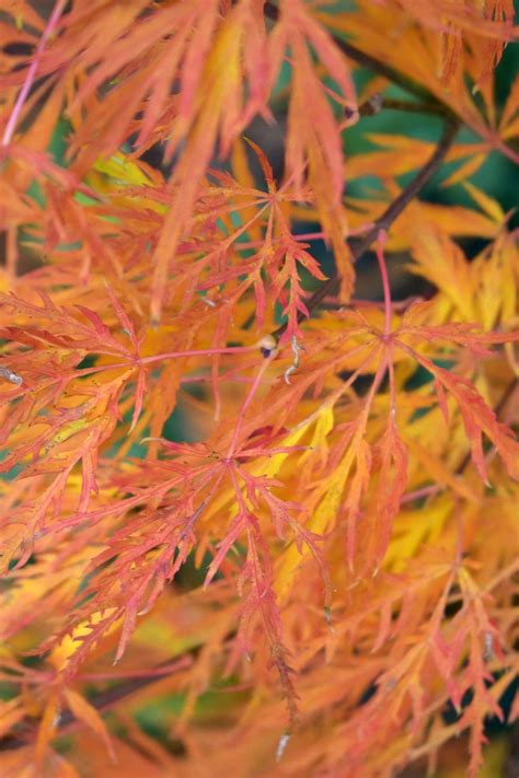 Maybe you would like to learn more about one of these? Waterfall Japanese maple fall color | Maple falls ...