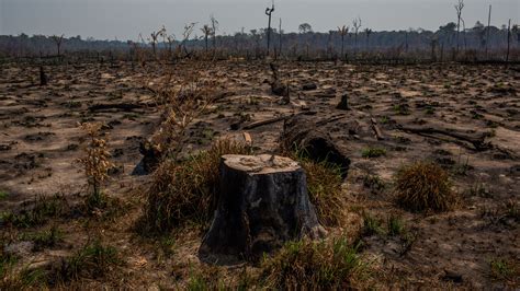 Congo Rainforest Climate Graph Sexiz Pix