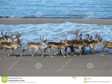 Reindeer On The Beach Stock Image Image Of Christmas 3206135