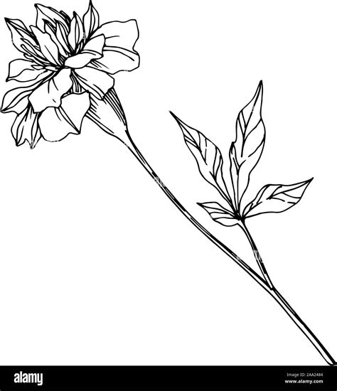 Vector Marigold Floral Botanical Flowers Black And White Engraved Ink