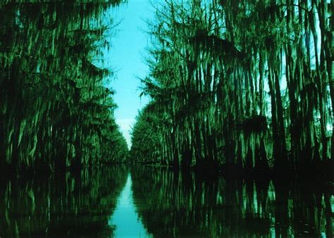 Caddo Lake Is The Largest Cypress Forest In Texas