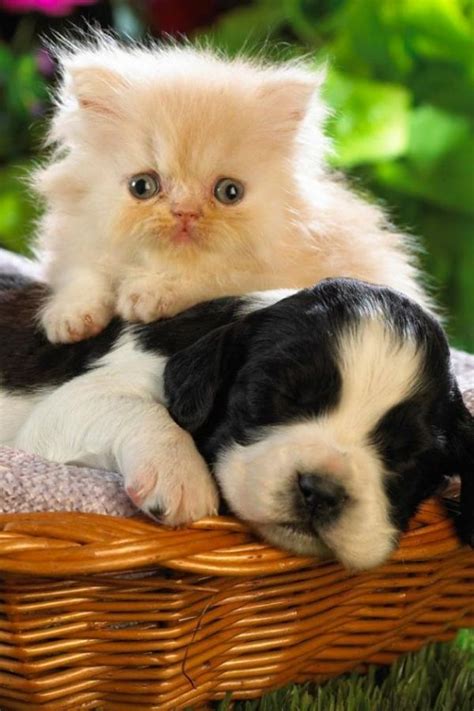 Cute puppy and kitten in basket. 26 best Puppies and kittens (cute only) images on ...
