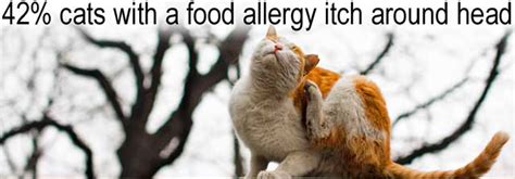 For cat owners who want to make homemade cat food or try a raw cat food diet, webmd provides ideas, tips, and important nutrition guidelines. Cat Food Allergy Symptoms