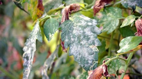Powdery Mildew In Tomatoes Identification And Prevention
