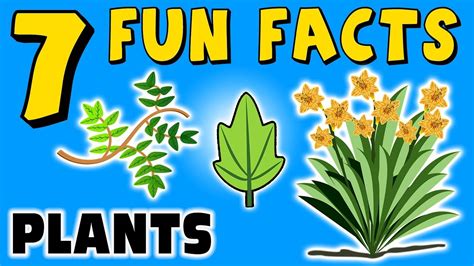 7 Fun Facts About Plants Plant Facts For Kids Learning Colors Trees