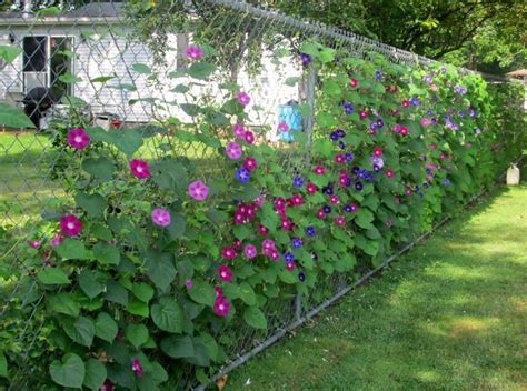 Simple Plants For Covering Fences With Low Cost Home Decorating Ideas