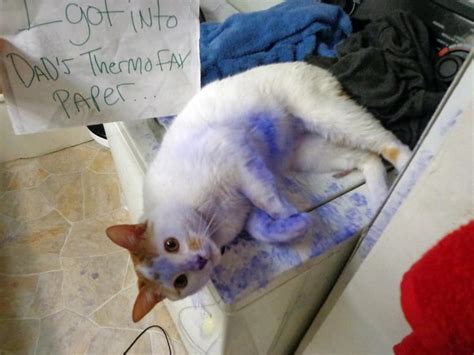 20 Of The Most Hilarious Cat Shaming Signs