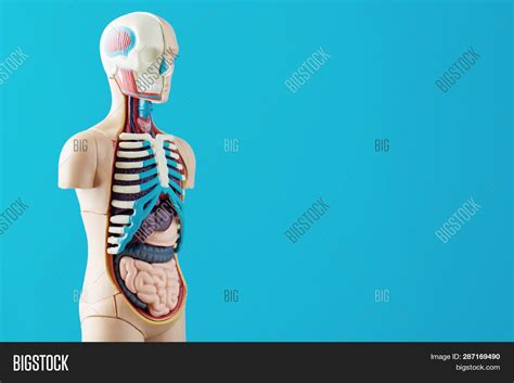 Anatomical Model Human Image And Photo Free Trial Bigstock