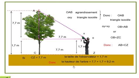 Vaciar la basura provocar Shetland comment calculer l age d un arbre