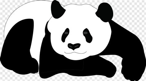 Giant Panda Bear Clip Art Panda Bear Vector 968x538 28164948 Png