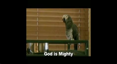 Parrot Saying Praises To God Cute Videos