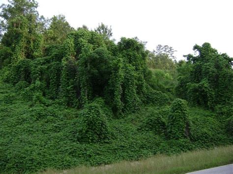 What Do Kudzu And Coal Have In Common 17 Nuggets About The Souths