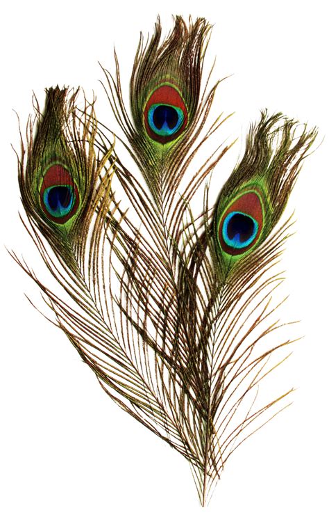 Peacock Feather Png Clipart Background Png Play