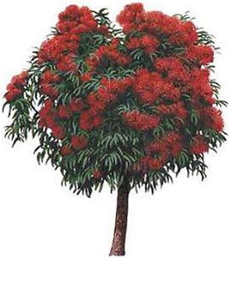 Wa Red Flowering Gum Natives Trees Mature Perth Wa