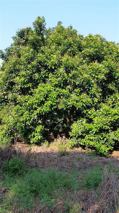 Cantuman mata tunas anak pokok durian dan rambutan. Warisan Petani: Pokok Rambutan Mula Berbunga