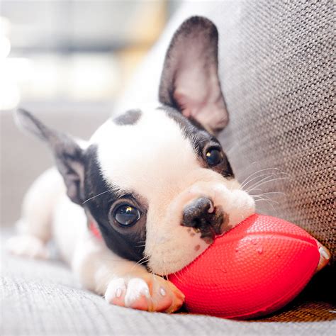 Fall in love instantly with this adorable sleeping french bulldog puppy statue as he lays down, catching an afternoon nap. How To Stop A French Bulldog From Chewing Your Stuff?