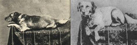 Photos Of Abraham Lincolns Beloved Dog Fido Abraham Lincoln Was An