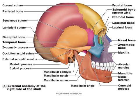Biology What Is The Bone At Both Sides Of The Human Head Called