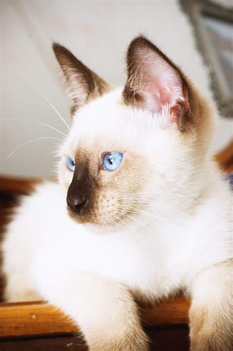 Diseases that cause a fever in cats can also cause certain telltale behaviors. Known for having vivid blue eyes and a creamy coat ...
