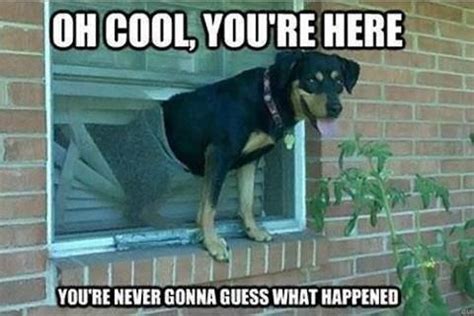 Share the best gifs now >>>. Welcome home, Mom!! | Funny dog pictures, Funny animals ...