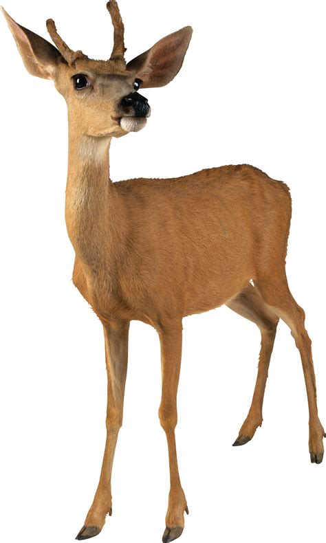 Deer Png Image Transparent Image Download Size 1670x2786px