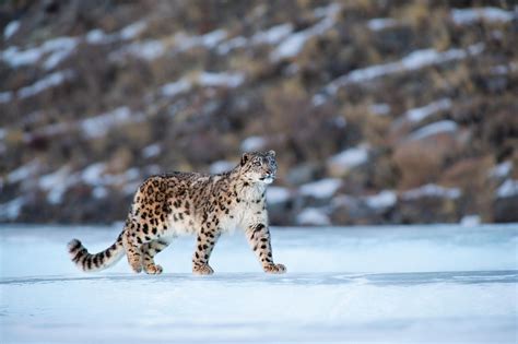 Emerging Technology Helps Wwf Monitor Snow Leopards Magazine Articles