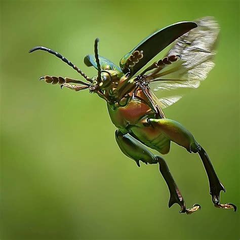 Discover Nature Insectguru • Instagram Photos And Videos Weird
